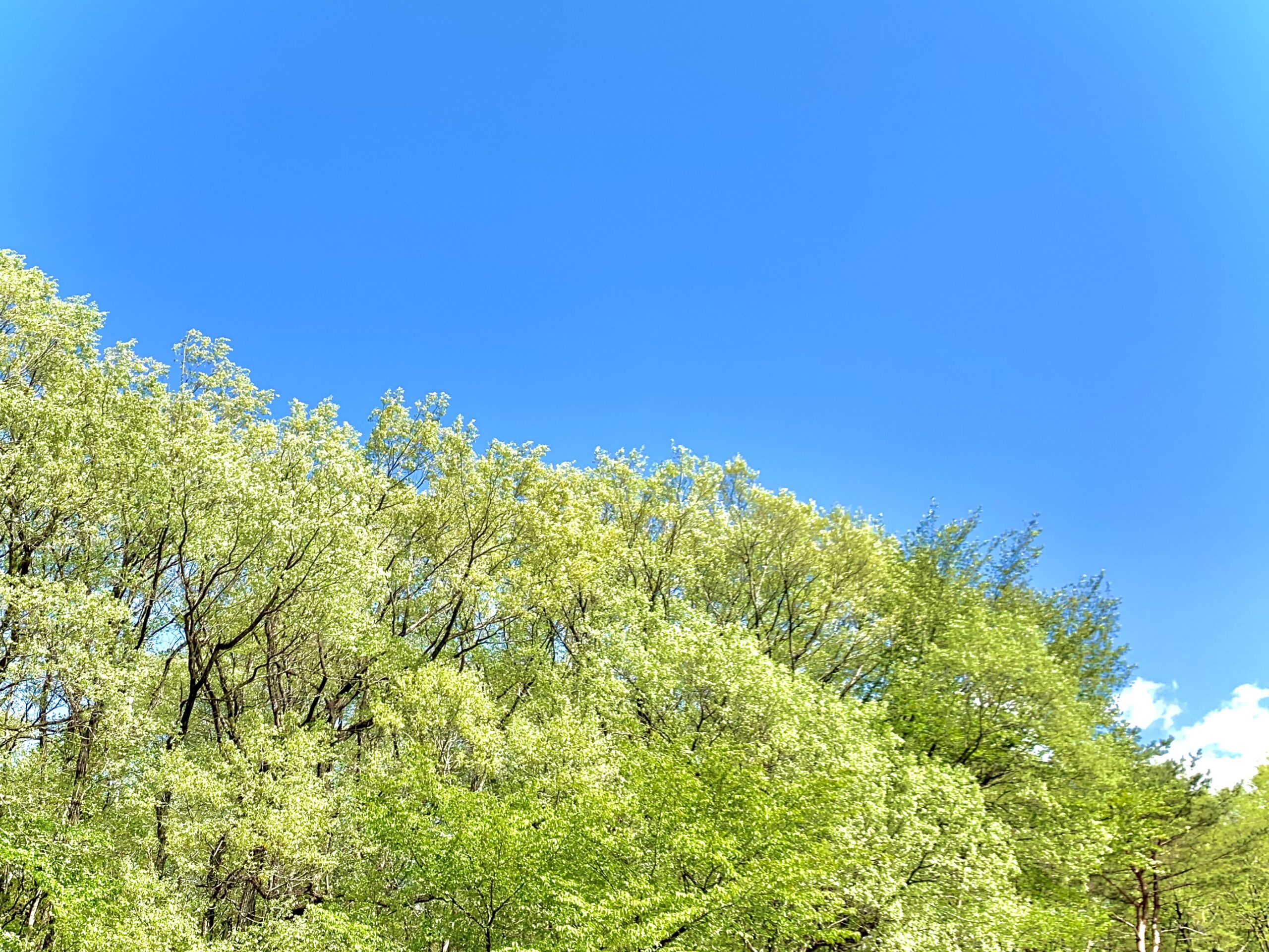立夏